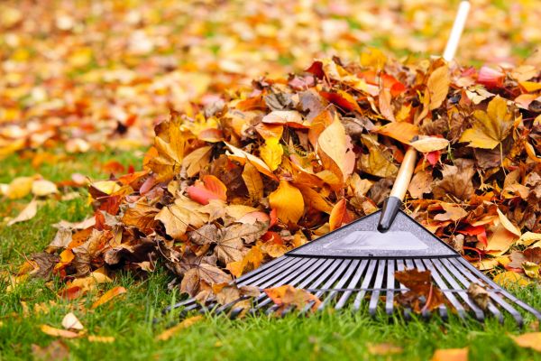 Leaves Removal Service