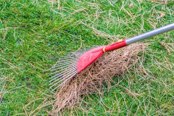 Yard Raking in Portland