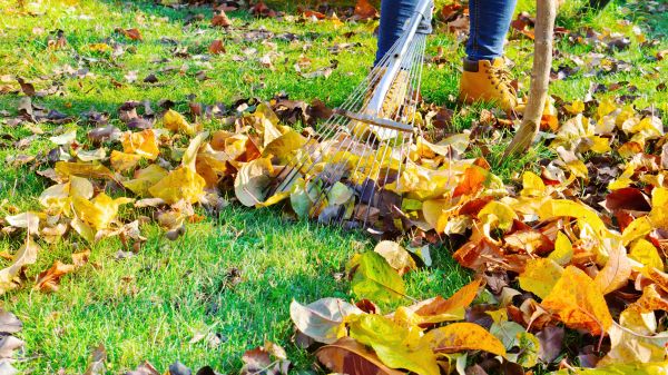Lawn Cleanup Service in Portland