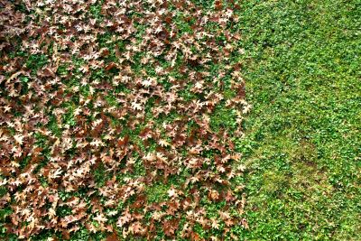 Leaf Mulching